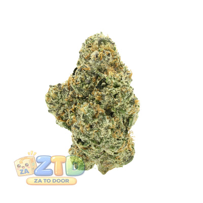 Gelato 41